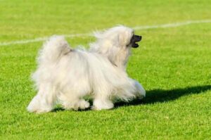 Хохлатая китайская собака пуховая