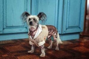 Фото китайской хохлатой собаки