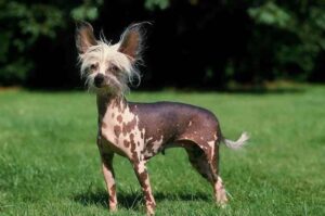 Лысая китайская хохлатая