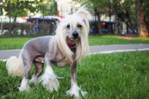 Особенности породы китайская хохлатая собака