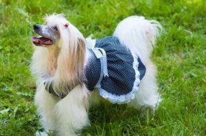 Китайская хохлатая собака в одежде