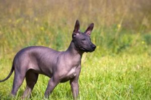 Ксолоитцкуинтли: характер и особенности породы