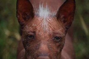 Ксолоитцкуинтли: фото