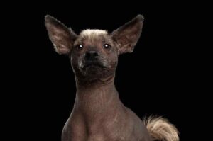 Голая собака ксолоитцкуинтли