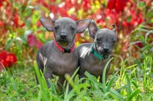 Щенки мексиканской ксолоитцкуинтли