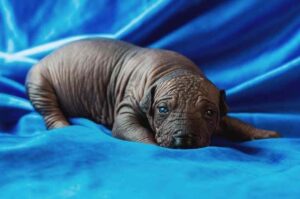 Ксолоитцкуинтли щенок