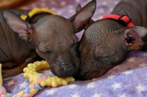 Щенята ксолоитцкуинтли