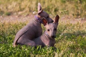 Порода собак ксолоитцкуинтли