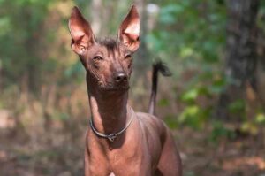 Мексиканская лысая собака