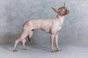 Ксолоитцкуинтли белого окраса