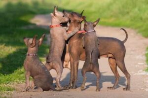 Мексиканские голые собаки