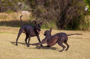 Ксолоитцкуинтли играют на лужайке