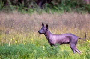 Фото мексиканской лысой собаки
