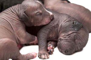 Щенки ксолоитцкуинтли