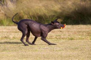 Воспитание ксолоитцкуинтли