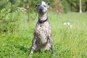 Стандарт породы ксолоитцкуинтли