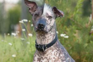 Какие окрасы у ксолоитцкуинтли