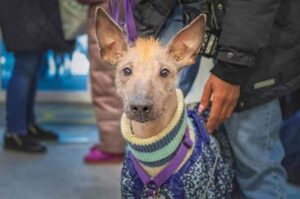 Ксолоитцкуинтли в одежде: уход за собакой