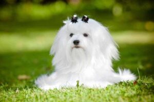 Красивая собачка мальтезе Красивая собачка мальтийская болонка