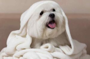 Щенок мальтезе после купания Мальтийская болонка в полотенце