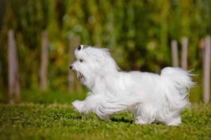 Бегущая мальтийская болонка Бегущий щенок мальтезе