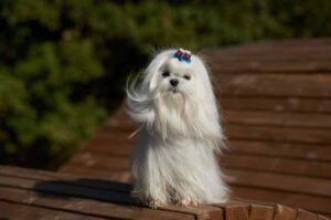 Щеночек мальтийской болонки Красивый щенок мальтийской болонки
