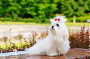 Мальтийская собачка Мальтийская порода собак