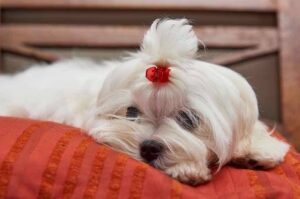 Милая собачка мальтезе Милая мальтийская болонка