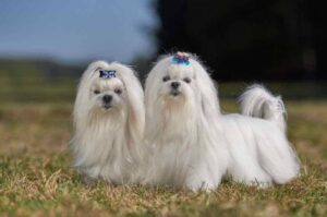 Фото мальтийских болонок Фото собак мальтезе