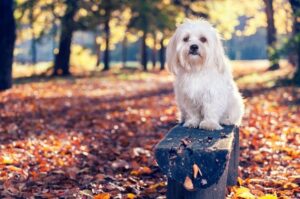 Мальтезе Мальтийская собачка