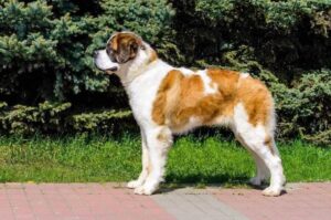 Стандарт московской сторожевой породы