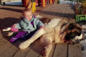 Московский сторожевой пёс с ребенком