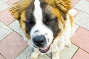 Московская сторожевая щенок