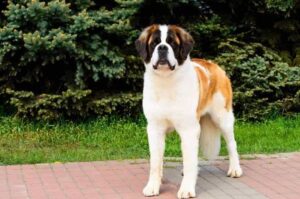 Московской сторожевой пёс