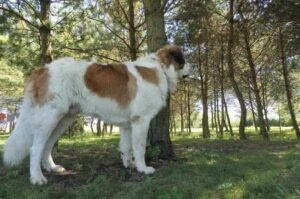 Московская сторожевая: характер