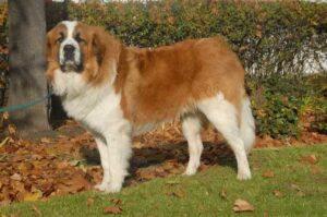 Фото московской сторожевой собаки