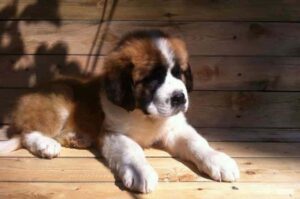 Милый щенок московской сторожевой собаки