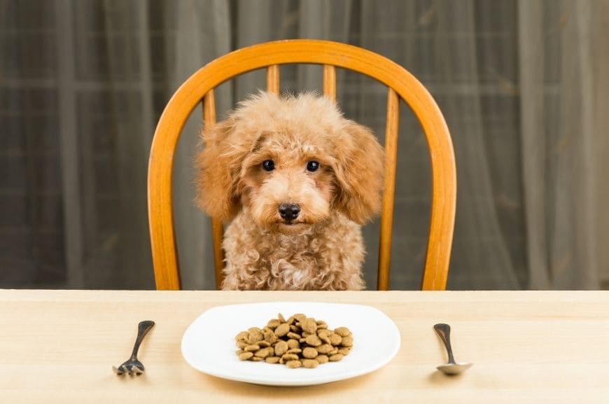 Можно ли кормить щенка сухим кормом?