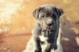 Щенок мастино неаполитано