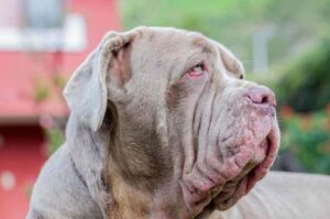 Неаполитанский мастиф фото