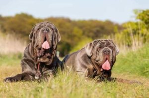 Неаполитанские мастифы (mastino napoletano)