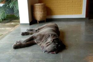 Неаполитанский мастиф отдыхает