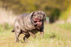 Страшный неаполитанский мастиф