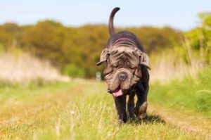 Щенок мастино неаполитано