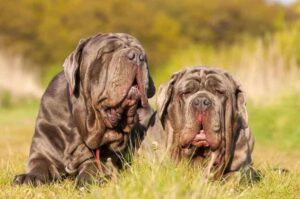 Миловидные неаполитанские мастифы