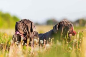 Два неаполитанских мастифа: фото