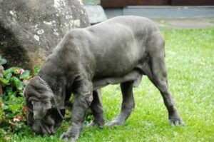 Выгул неаполитанского мастифа