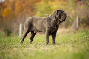 Молодой мастино неаполитано