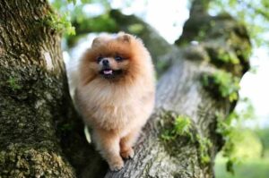 Собака померанец на дереве