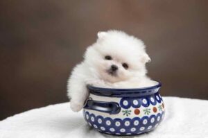 Щенок померанского шпица